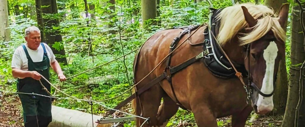 Ein Kalblutpferd rückt Holz im Wald