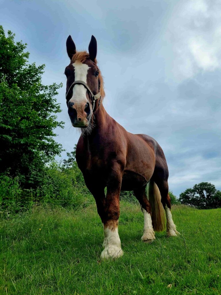 Ein Pferd steht auf einer Weide