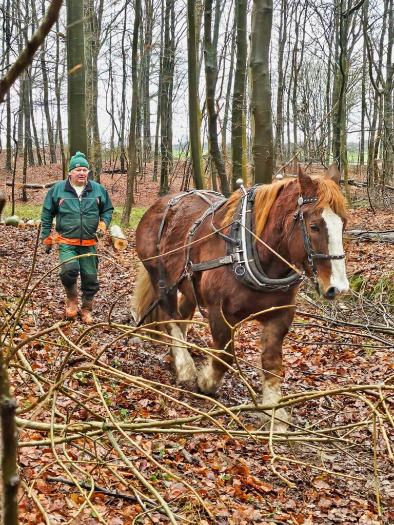 Pferd rueckt holz im wald