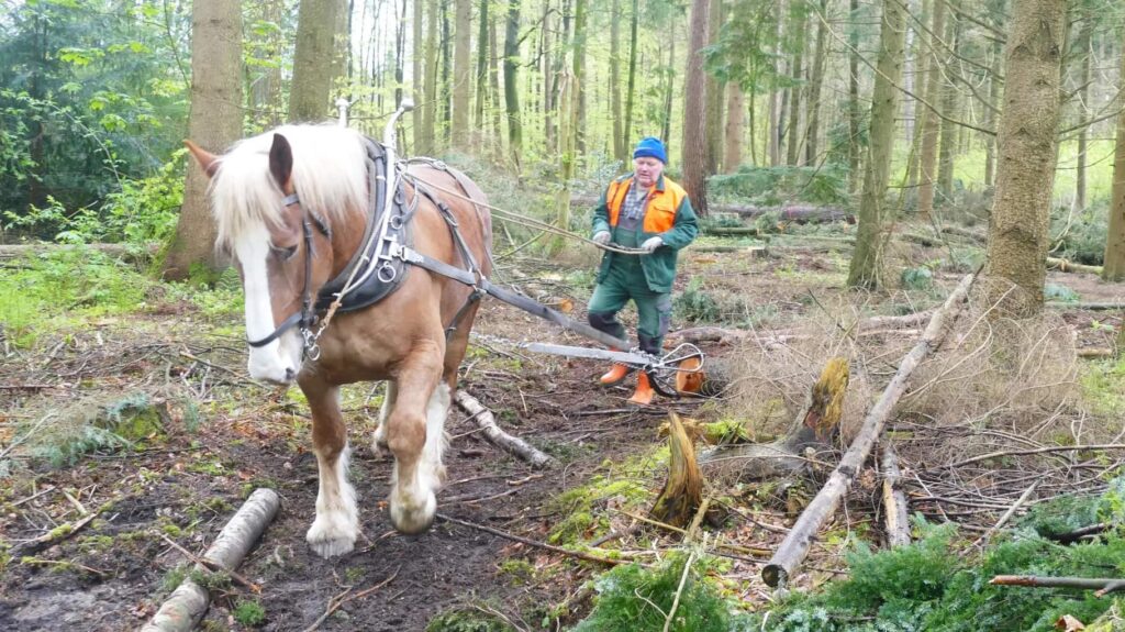 mann rueckt holz mit pferd im wald